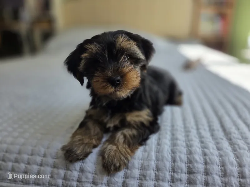 Willow – Yorkshire Terrier puppy for sale in Unionville, VA