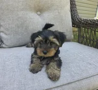 Willow, a female Yorkshire Terrier for sale in Unionville, VA – 7 of 10