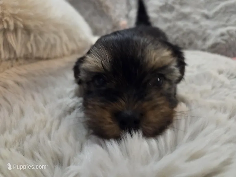 Caroline – Yorkshire Terrier puppy for sale in Unionville, VA
