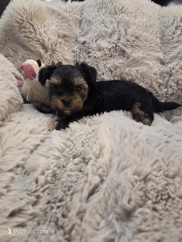 Caroline – Yorkshire Terrier puppy for sale in Unionville, VA