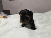 Caroline, a female Yorkshire Terrier for sale in Unionville, VA – Photo 2 of 5