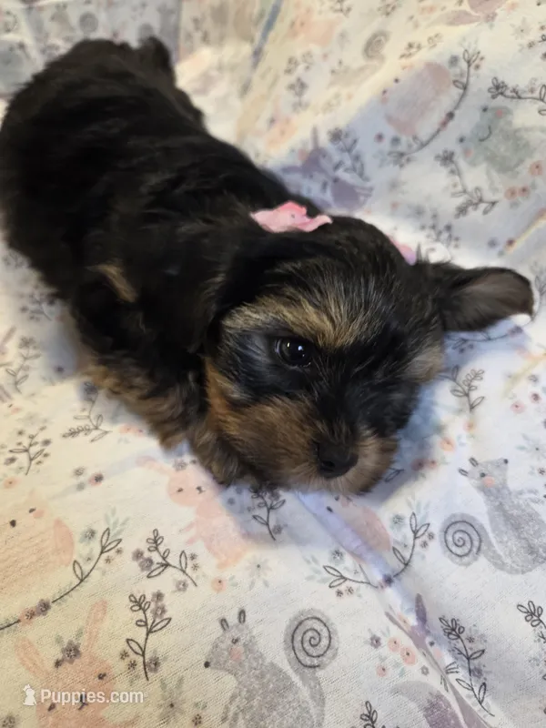 Caroline – Yorkshire Terrier puppy for sale in Unionville, VA