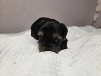 Caroline, a female Yorkshire Terrier for sale in Unionville, VA – Photo 4 of 5