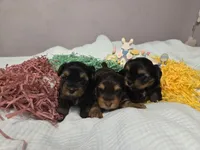 Caroline, a female Yorkshire Terrier for sale in Unionville, VA – Photo 5 of 5