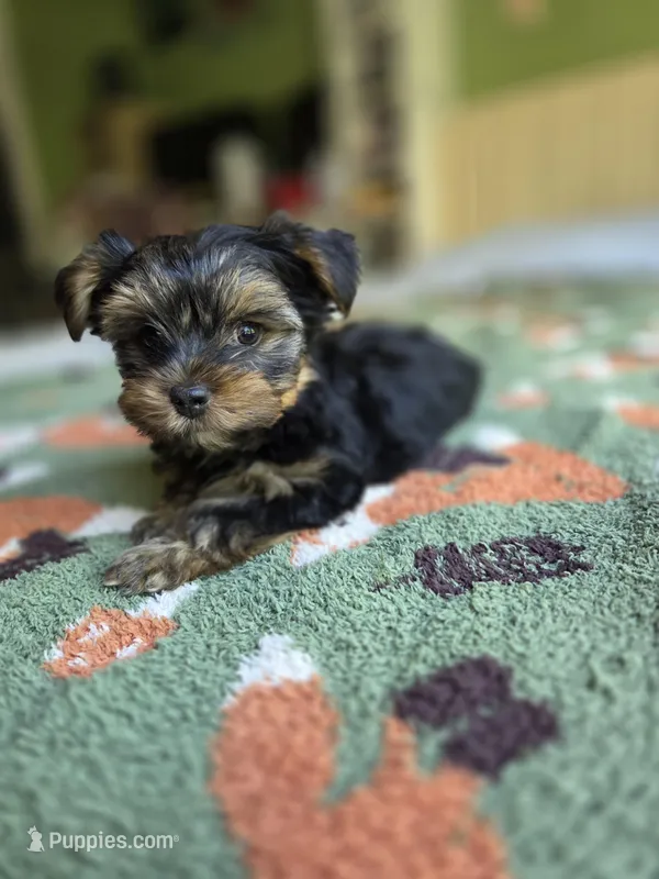 Caroline – Yorkshire Terrier puppy for sale in Unionville, VA
