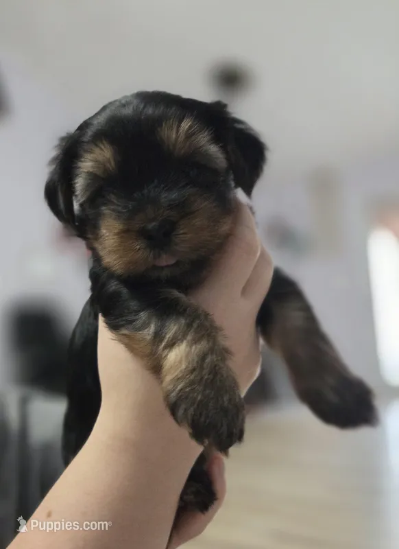 Caroline – Yorkshire Terrier puppy for sale in Unionville, VA