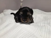 Caroline, a female Yorkshire Terrier for sale in Unionville, VA – Photo 1 of 5