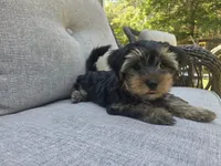 Willow, a female Yorkshire Terrier for sale in Unionville, VA – 4 of 10