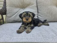 Willow, a female Yorkshire Terrier for sale in Unionville, VA – 5 of 10