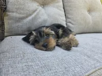 Willow, a female Yorkshire Terrier for sale in Unionville, VA – 6 of 10