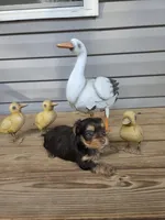 Chestnut, a female Yorkshire Terrier for sale in Unionville, VA – Photo 7 of 10