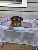 Chestnut, a female Yorkshire Terrier for sale in Unionville, VA – Photo 8 of 10