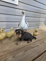 Chestnut, a female Yorkshire Terrier for sale in Unionville, VA – Photo 6 of 10