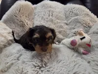 Chestnut, a female Yorkshire Terrier for sale in Unionville, VA – Photo 3 of 10