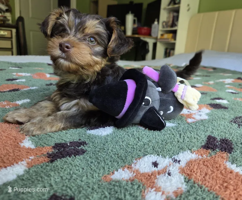 Chestnut – Yorkshire Terrier puppy for sale in Unionville, VA