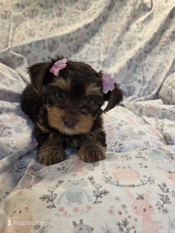 Chestnut – Yorkshire Terrier puppy for sale in Unionville, VA