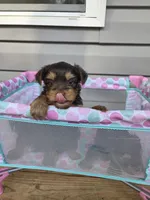 Chestnut, a female Yorkshire Terrier for sale in Unionville, VA – Photo 5 of 10