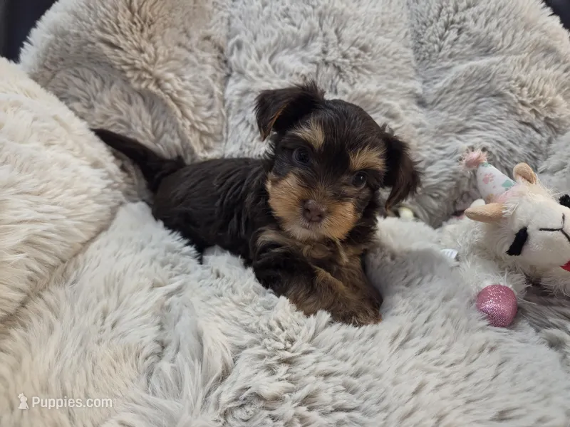 Chestnut – Yorkshire Terrier puppy for sale in Unionville, VA