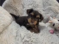 Chestnut, a female Yorkshire Terrier for sale in Unionville, VA – Photo 2 of 10