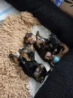 Chestnut, a female Yorkshire Terrier for sale in Unionville, VA – Photo 9 of 10