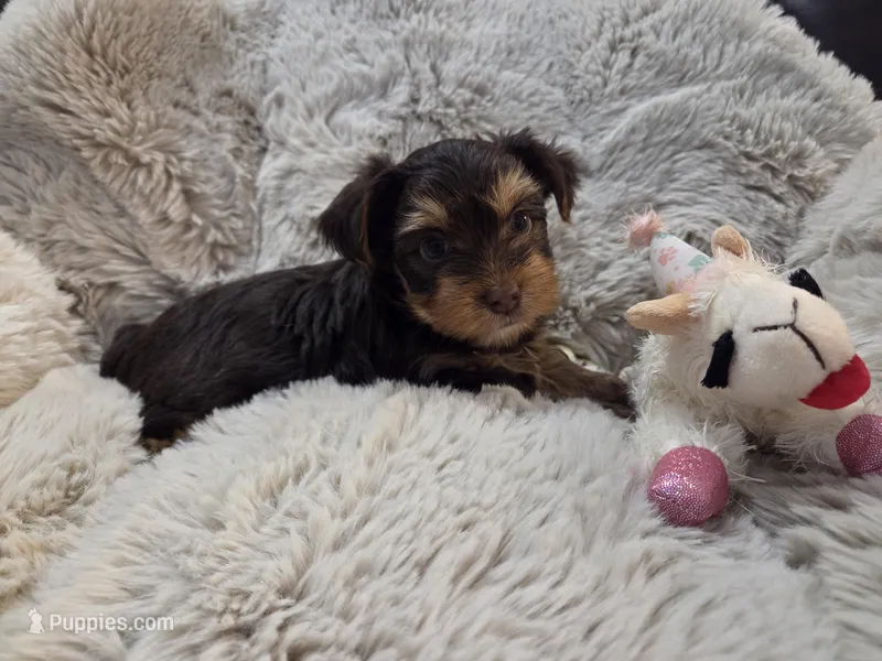 Chestnut – Yorkshire Terrier puppy for sale in Unionville, VA