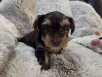 Chestnut, a female Yorkshire Terrier for sale in Unionville, VA – Photo 4 of 10