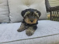 Willow, a female Yorkshire Terrier for sale in Unionville, VA – 9 of 10