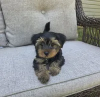 Willow, a female Yorkshire Terrier for sale in Unionville, VA – 3 of 10