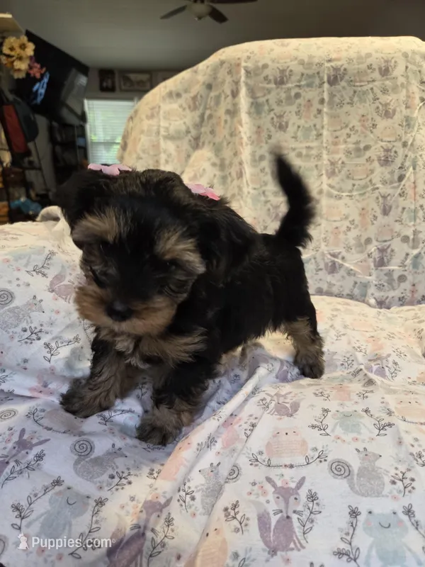 Willow – Yorkshire Terrier puppy for sale in Unionville, VA