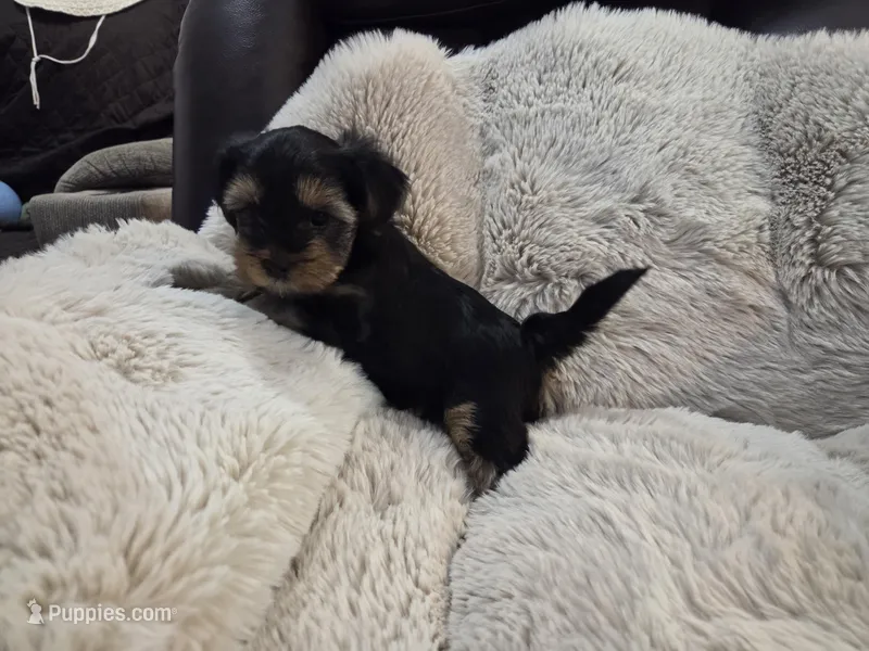Willow – Yorkshire Terrier puppy for sale in Unionville, VA