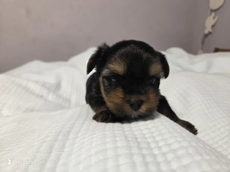 Willow – Yorkshire Terrier puppy for sale in Unionville, VA