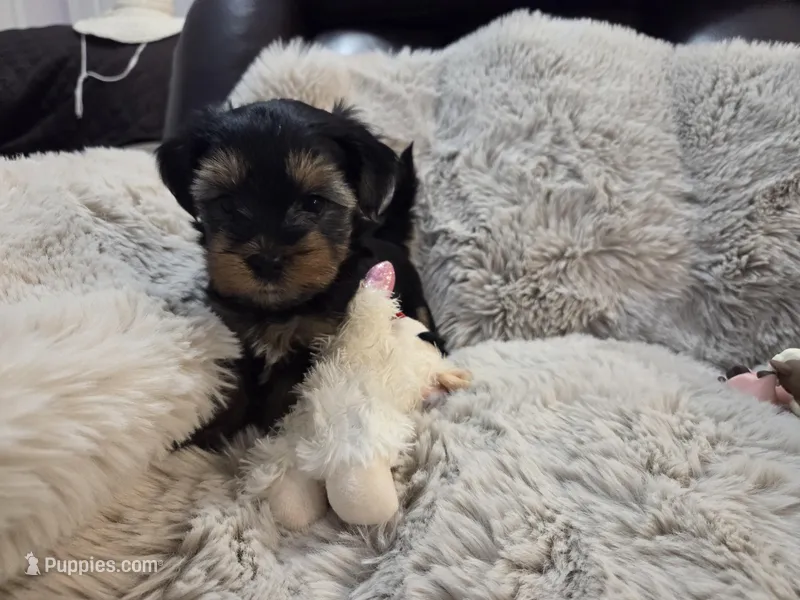 Willow – Yorkshire Terrier puppy for sale in Unionville, VA