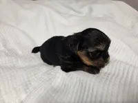 Willow, a female Yorkshire Terrier for sale in Unionville, VA – Photo 3 of 6