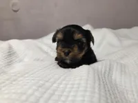 Willow, a female Yorkshire Terrier for sale in Unionville, VA – Photo 2 of 6