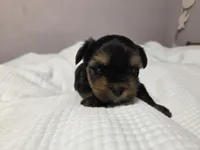 Willow, a female Yorkshire Terrier for sale in Unionville, VA – Photo 4 of 6