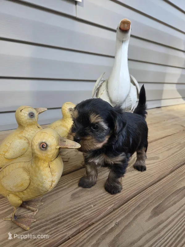 Willow – Yorkshire Terrier puppy for sale in Unionville, VA