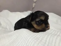 Willow, a female Yorkshire Terrier for sale in Unionville, VA – Photo 5 of 6