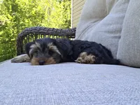 Willow, a female Yorkshire Terrier for sale in Unionville, VA – 8 of 10