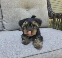 Willow, a female Yorkshire Terrier for sale in Unionville, VA – 10 of 10