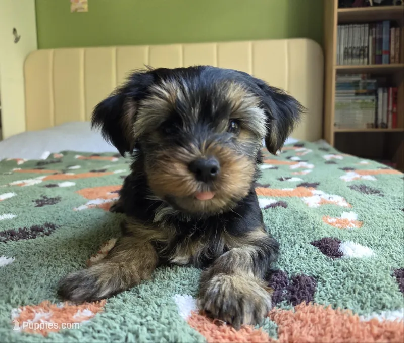 Willow – Yorkshire Terrier puppy for sale in Unionville, VA