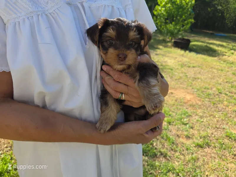 Chestnut – Yorkshire Terrier puppy for sale in Unionville, VA