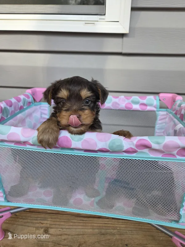 Chestnut – Yorkshire Terrier puppy for sale in Unionville, VA