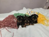 Chestnut, a female Yorkshire Terrier for sale in Unionville, VA – Photo 4 of 4