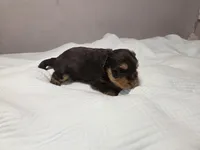 Chestnut, a female Yorkshire Terrier for sale in Unionville, VA – Photo 2 of 4