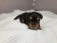 Chestnut, a female Yorkshire Terrier for sale in Unionville, VA – Photo 3 of 4