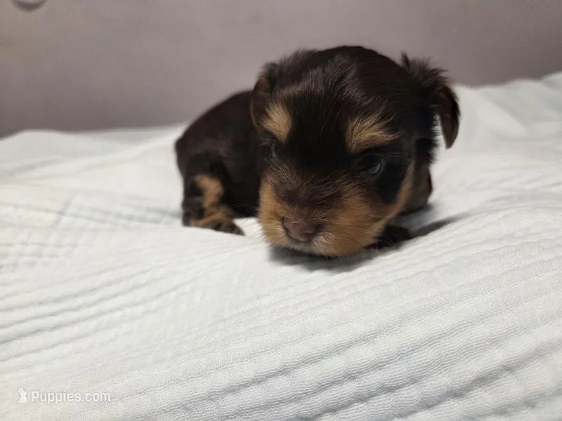 Chestnut – Yorkshire Terrier puppy for sale in Unionville, VA