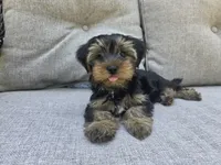 Willow, a female Yorkshire Terrier for sale in Unionville, VA – 1 of 10