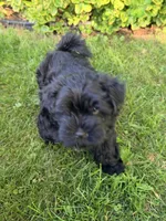 Chico, a male Havanese for sale in Madison, WI – 3 of 6