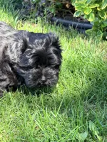 Chico, a male Havanese for sale in Madison, WI – 6 of 6