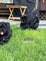 Chico, a male Havanese for sale in Madison, WI – 4 of 6